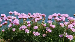 Najbardziej niedoceniana roślina ogrodowa: odporna na wiatr i suszę