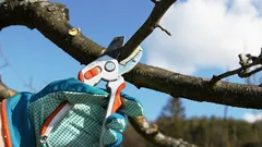 Drzewa będą obficie owocować: sekrety wiosennego przycinania