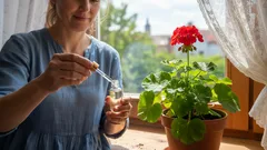 Geranium i orchidee odradzają się w ciągu zaledwie kilku tygodni — wystarczy jedna kropla tego domowego środka