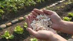 Wyrzucasz ją na próżno! Gdzie skorupki jajek naprawdę ratują rośliny