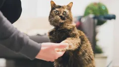 Sekret, którego koty nie chcą zdradzić: jak skłonić je do podania łapki