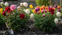 Nigdy nie sadź tego obok róż — niszczysz krzewy, nawet o tym nie wiedząc