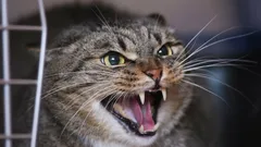 Nie jest zła, tylko przestraszona: dlaczego Twój kot syczy i drapie